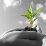 ¿Qué es la agricultura ecológica?