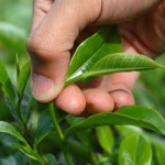 ¿Sabes cómo se cultiva el té?