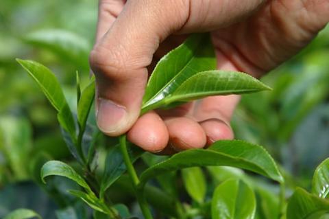 ¿Sabes cómo se cultiva el té?