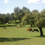Te presentamos a Campocerrado: una tienda con carne de vaca limusina