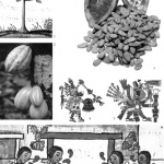 ¿Sabías que antiguamente el cacao se usaba como moneda en Mesoamérica?