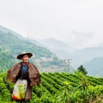 ¿Cúal es el origen del té?