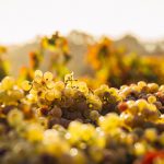 Devidavino es la web de VINOS en España (con mayúsculas)