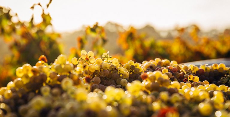 Devidavino es la web de VINOS en España (con mayúsculas)