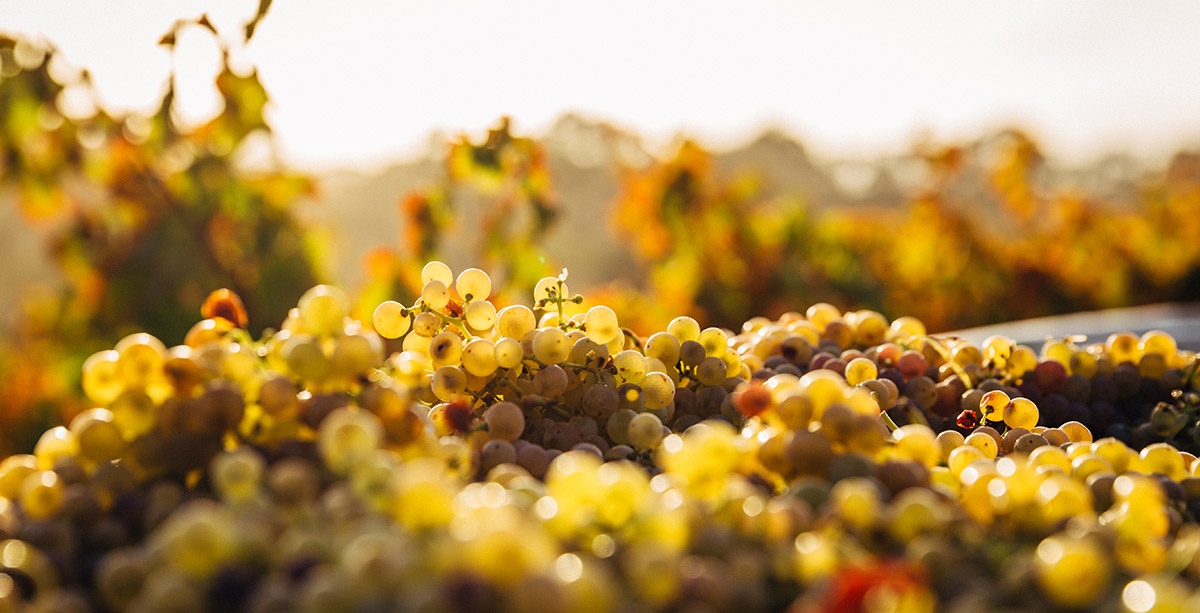 Devidavino es la web de VINOS en España (con mayúsculas)