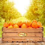 ¡Naranjas Tavernes te trae a casa irresistibles cajas de naranjas de Valencia!