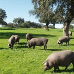 Tipos de jamón: conoce al rey de la gastronomía española