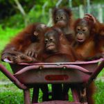 Aceite de palma, ¿boicot o sostenibilidad?