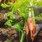 Las propiedades de la zanahoria que no conocías