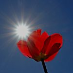 7 alimentos ricos en vitamina D