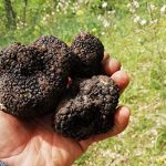 ¿Qué es la trufa y por qué es tan cara?