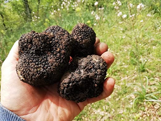 ¿Qué es la trufa y por qué es tan cara?