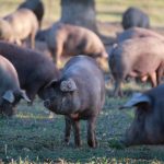 Comprar jamón online nunca fue tan fácil. Entrevista a Encinasola 1920