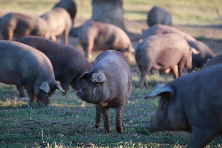 Comprar jamón online nunca fue tan fácil. Entrevista a Encinasola 1920