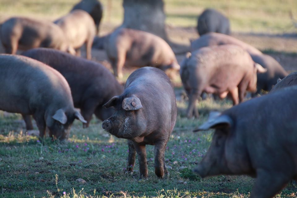 Comprar jamón online nunca fue tan fácil. Entrevista a Encinasola 1920