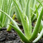Propiedades del aloe vera ecológico. Entrevista a La Vendita