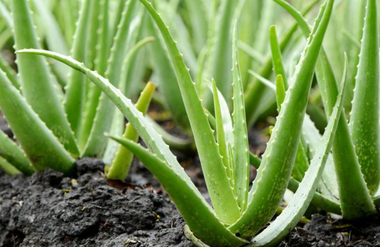 Propiedades del aloe vera ecológico. Entrevista a La Vendita