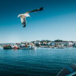 Comprar marisco online: Mariscos O Grove