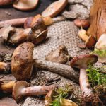 Los 10 tipos de setas más conocidos