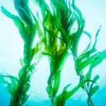 Propiedades de las algas marinas: revolución de la cocina