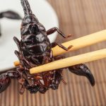 ¿Comer insectos? La práctica que está de moda