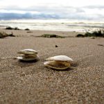 Tipos de almeja gallega con mentta ¿las conocías?