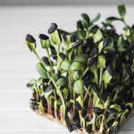 El universo de los microgreens: nutrición y sabor