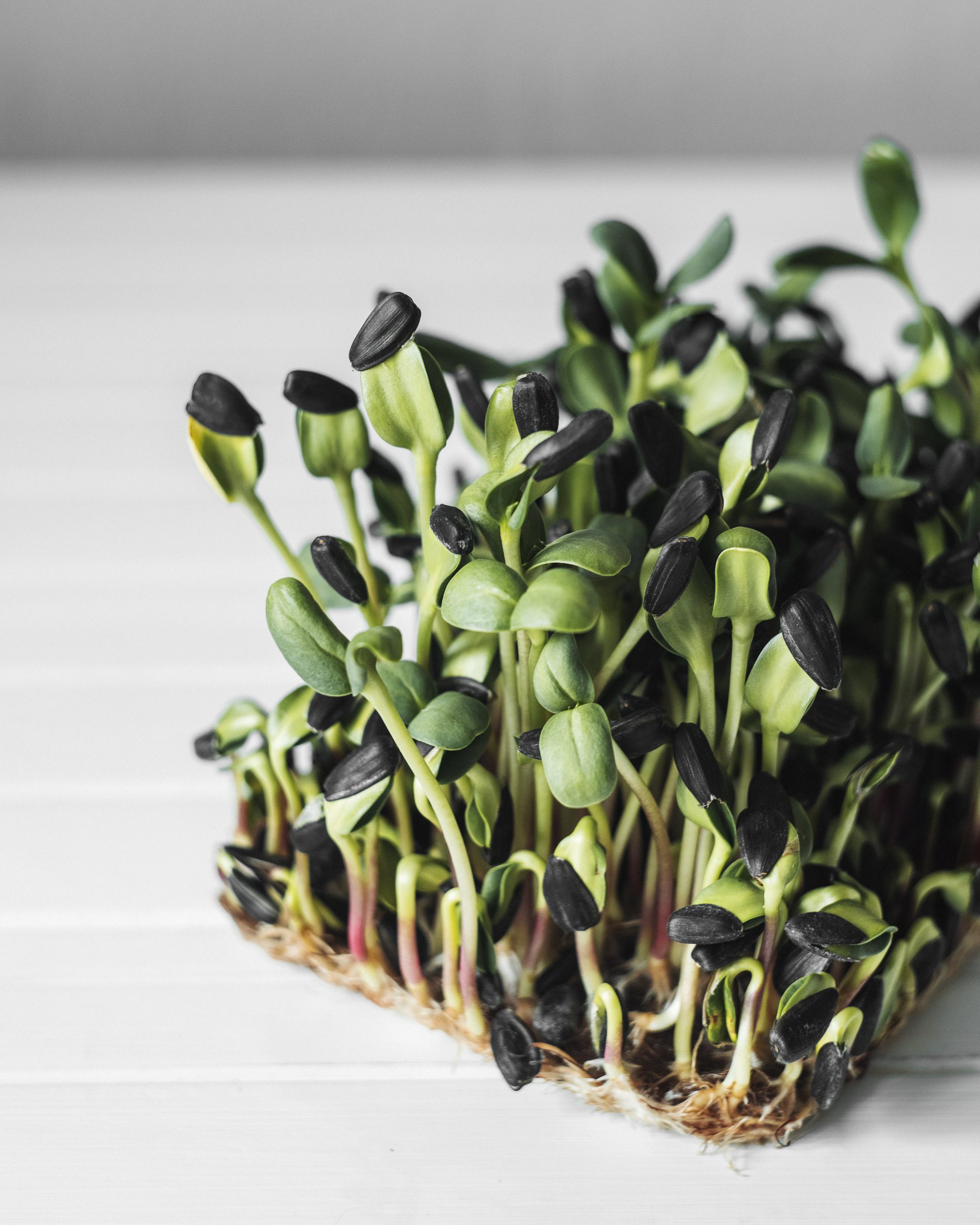 El universo de los microgreens: nutrición y sabor