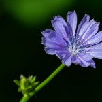 Discover the properties of chicory: a nutritional treasure.