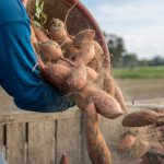 Was ist Yacon? Eigenschaften, Herkunft und Verwendung in der Küche