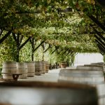 Las bodegas más antiguas españolas: cultura vinícola del país