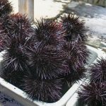 ¿Cuáles son los ingredientes más peligrosos en cocina?