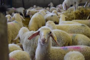 Entrevista a Quesos Marques de Mendiola: artesanales de oveja