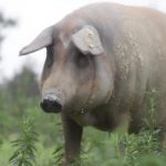 Entrevista a Ibéricos Casa la Abuela: el sabor de antaño