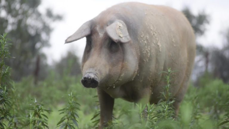 Entrevista a Ibéricos Casa la Abuela: el sabor de antaño