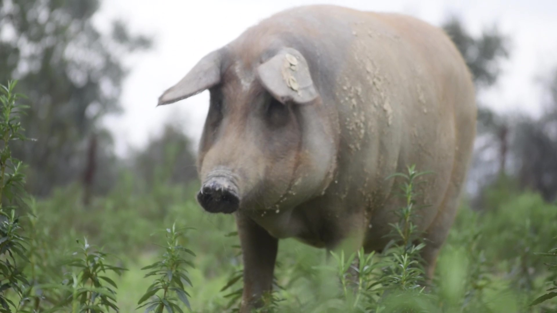 Entrevista a Ibéricos Casa la Abuela: el sabor de antaño