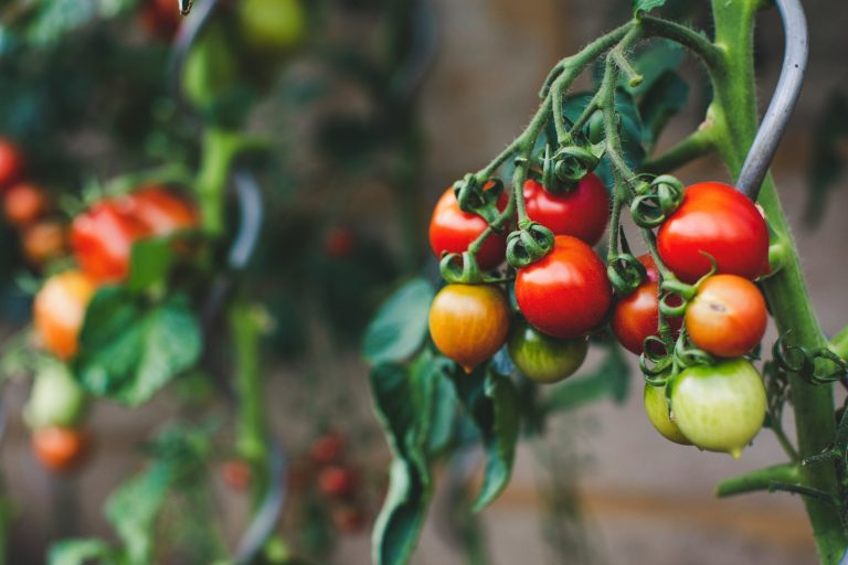 Why don’t tomatoes taste like tomatoes anymore?
