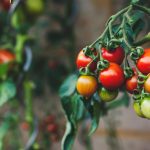 ¿Por qué los tomates no saben a tomate?