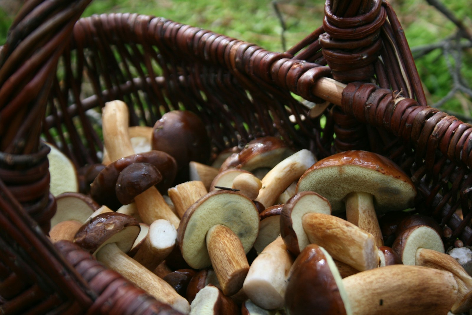 Basket of wild mushrooms freshly picked in autumn