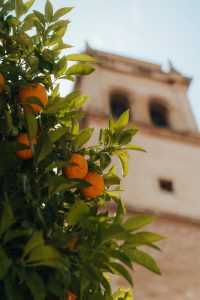 Weißt du, wann die Saison für Valencia-Orangen ist?